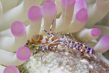 Spotted Cleaner Shrimp - Bonaire, Netherlands Antilles