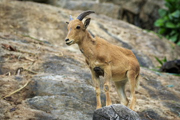 Image of a barbary sheep on the rocks. Wildlife Animals.