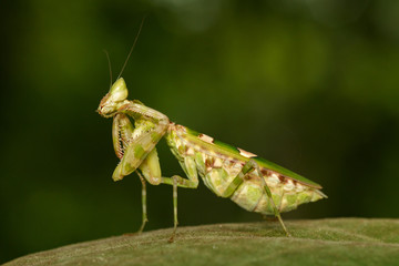 Image of Flower mantis(Creobroter gemmatus) on green leaves. Insect Animal