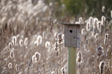 Scott Scherer Photo, Bird House, March 18th 2018, Edmonds Marsh, Edmonds Washington, 