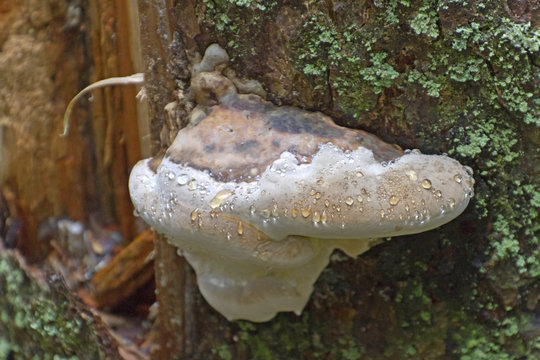 Wet Shelf Fungus and Lichen Living On An Old Rotting Tree
