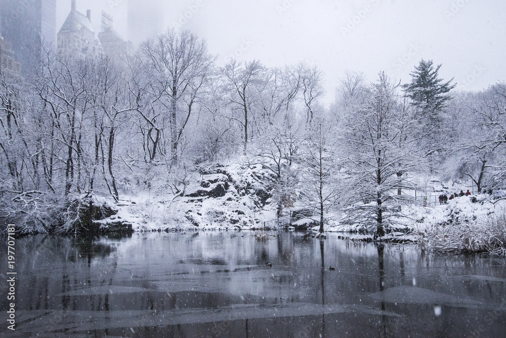 Wall mural snowy forest in ny during a snow storm