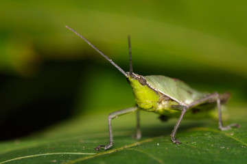 Image of Slant-faced or Gaudy grasshopper(Acrididae)on a green leaf. Locust, Insect, Animal.