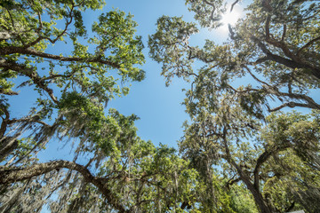 mossy treetops in the noon day soon