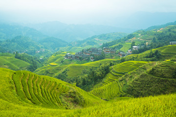 Dragon's Backbone Rice Terraces, Dazai, Longji region, China