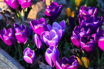 Purple and Yellow Crocuses