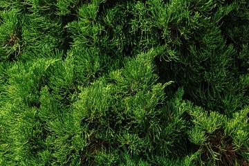 Leaves of beautiful green pines.