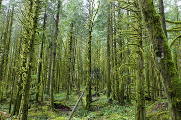 Obraz premium Golden Ears Provincial Park, British Columbia, Canada.