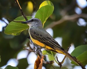 birds in nature