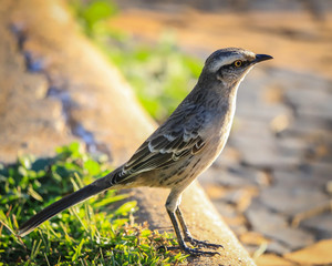 birds in nature