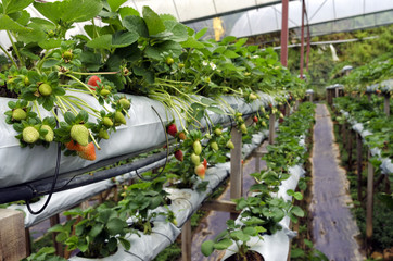 Cultivation of strawberry in greenhouse in Cameron Highland, Malaysia - Modern strawberry farm at Cameron Highland one of the famous Malaysian highland.. - obrazy, fototapety, plakaty