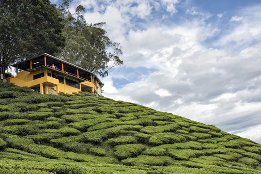 Scenery of bharat tea plantation, Camaron Highland, Malaysia
