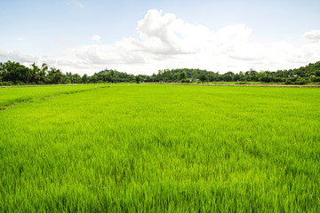 Natural big wild green rice field land texture and mountain background with cloudy sky