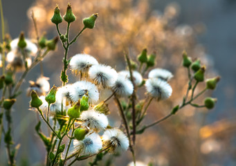 Grass flowers in the morning,select focus.