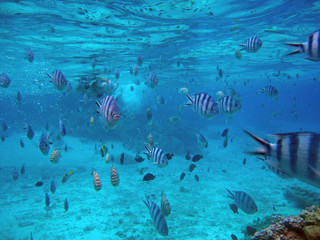 Woman Snorkels with School of Tropical Fish