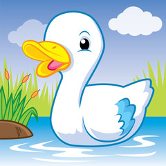 Duck swiming in water