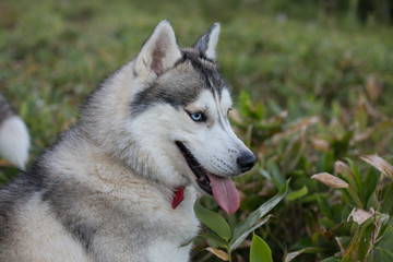 Profile Portrait of Beautiful Gray Dog breed Siberian Husky with different eyes (blue and brown) walking in summer forest in the evening © Anastasiia