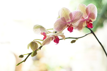Fototapeta na wymiar Orchid Flower