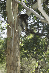 koala on the branch of a tree resting. Perth, Western Australia, Australia.