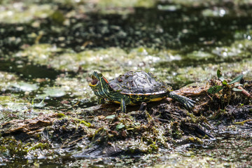 The Baby Turtle That Roared!