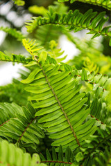 Beautiful ferns leaves green foliage natural floral texture fern pattern in sunlight background.