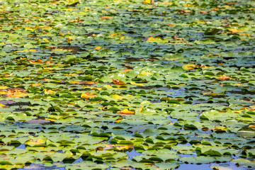 Pond full of lotus leaves