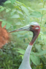 Sarus crane