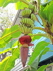 Bunch of Bananas with Banana Blossom on The Trunk