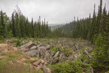 Forest trail on a foggy spring morning after the night-time rain.