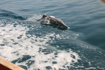 Fototapeta premium Dolphins, Nature, Landscapes, Mountain, Sea world