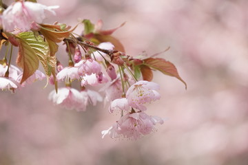 桜