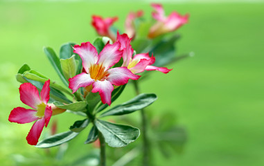 Fototapeta premium Azalia kwiaty na zielonym tle przyrody