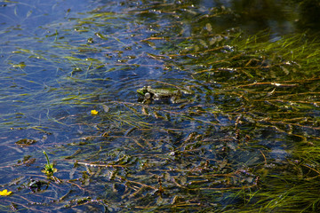 Frog in swamp