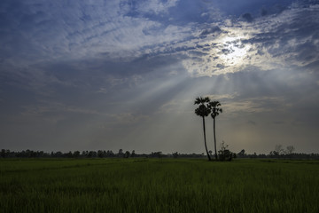 Fototapeta na wymiar Light rays dramatic sunset and weather clouds with rice fields and palm trees .