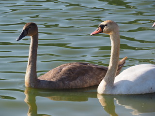 Łabędzie © sorensen15