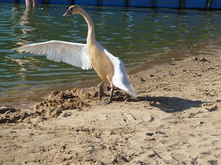 Łabędzie © sorensen15