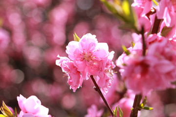 満開の桃の花