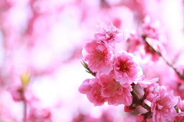 満開の桃の花
