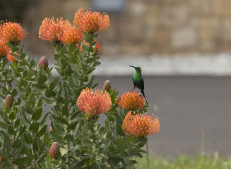 Orange Pinchusion protea in bloom, ( Leucospermum ), with Malachite bird perched on a bloom head, looking to the left.  South Africa