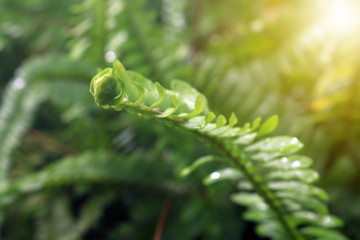 Young fern leaves on green background with a ray of morning sun in tropical forest. Selective focus in spout plant.