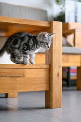 Cute American cat Kitten