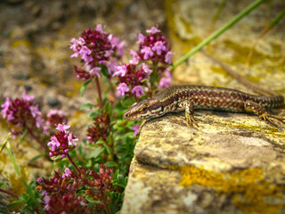 Italian wall lizard or Ruin lizard Podarcis sicula, Lacertidae, Beigua National Geopark, Liguria, Italy