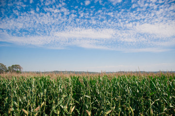 Fototapeta na wymiar Corn Field in the country side of America. America is a continent where American mainly live.