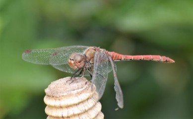 wild dragonfly in the garden