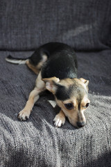 Sad dog breed toy terrier lies on couch