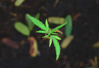 marijuana weed smoking close up on background