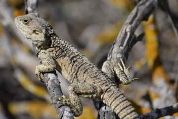 wild lizard animal