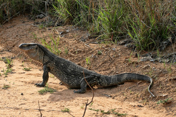 Black Throated Monitor, Varanus a. albigularis, Zimbabwe
