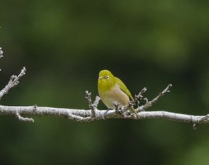 bird