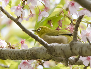 bird